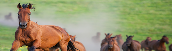 A group of horses running through misty grasslands.